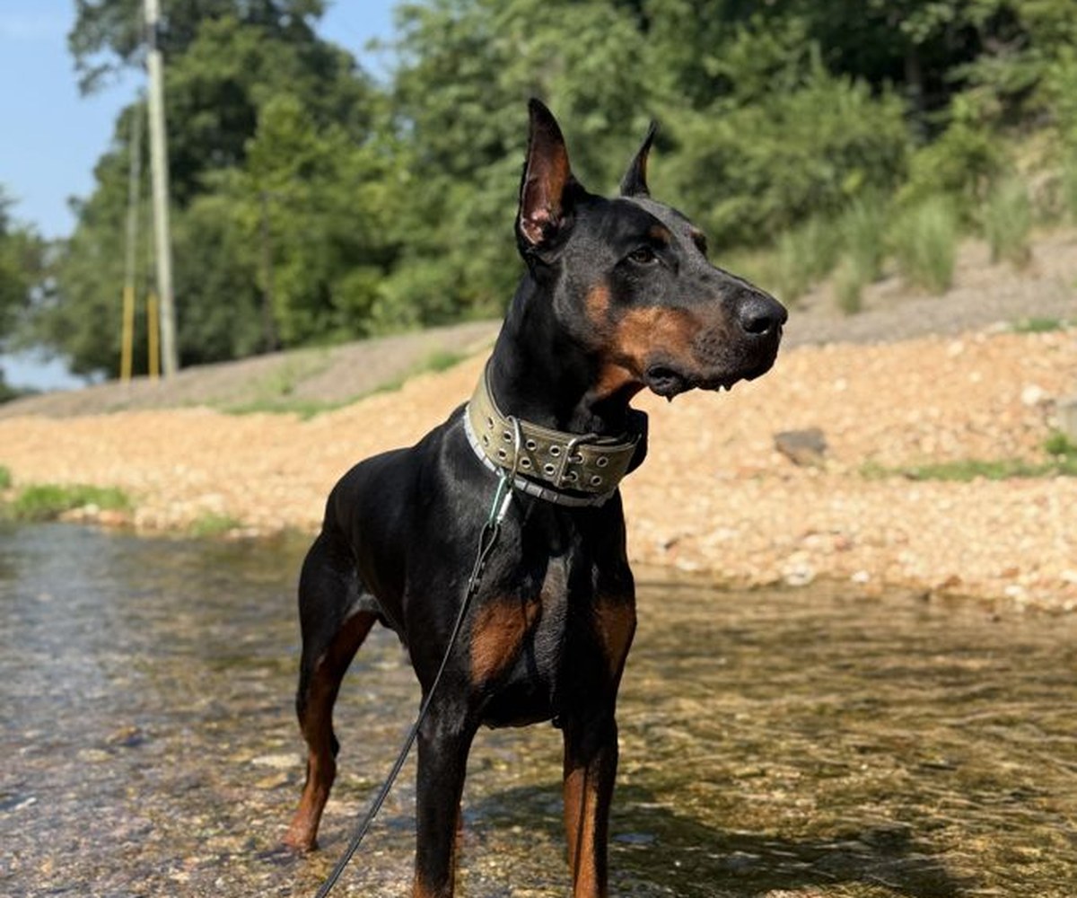 Cerberus the Doberman standing in a creek