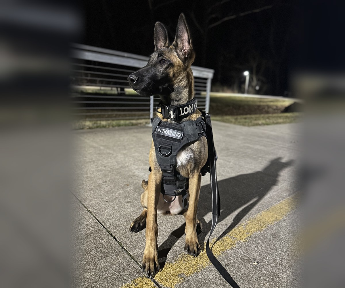 Belgian Malinois in an In Training harness sitting at night