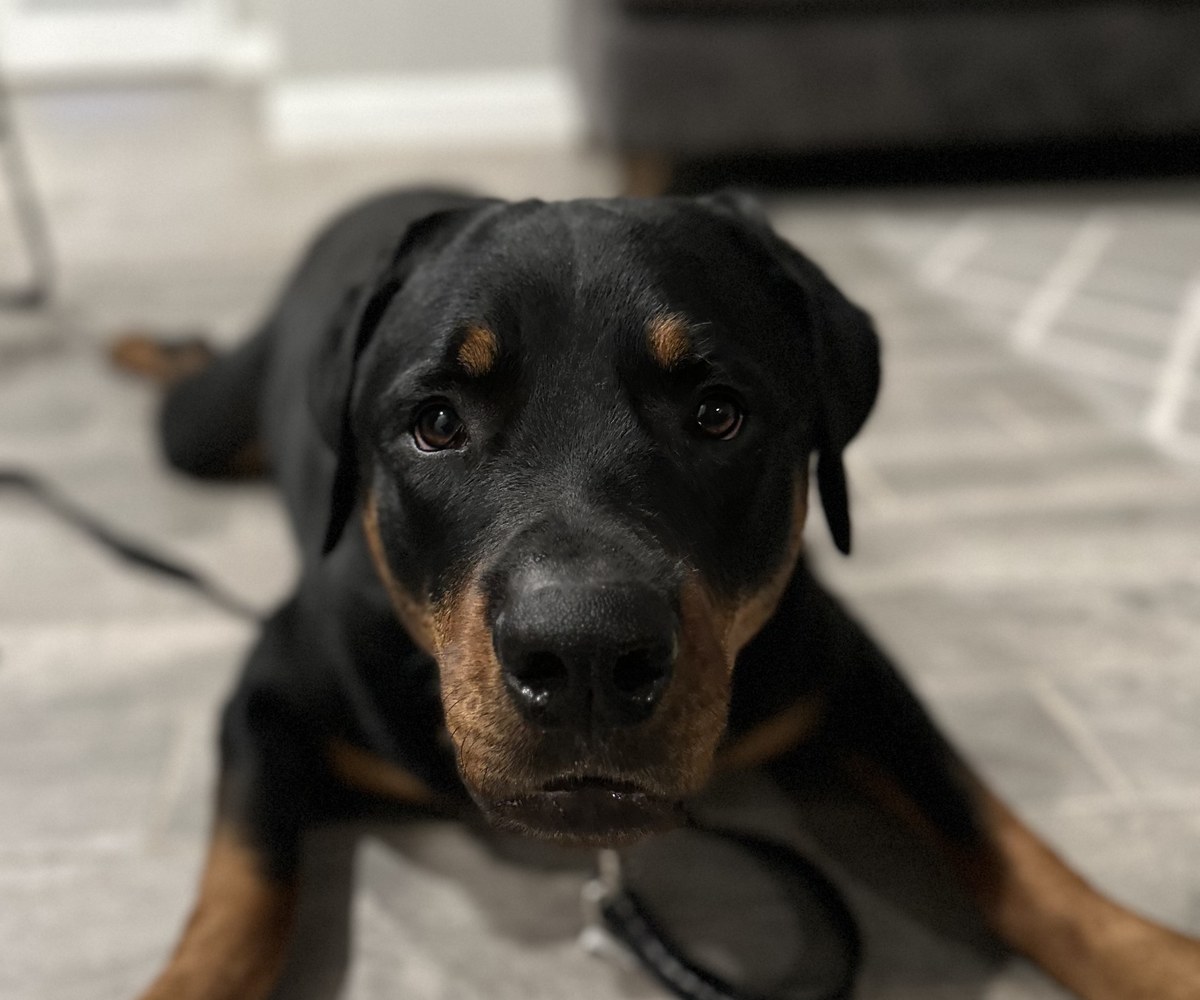 Rottweiler lying on a tile floor